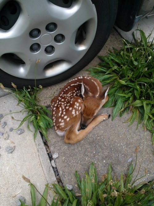 cute-overload:my bf found this right next to his car in Pittsburghhttp://cute-overload.tumblr.com