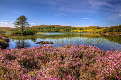 beautiful-scotland: heather around loch » by dmass