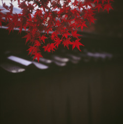 heartisbreaking:  Red momiji by yocca on Flickr.