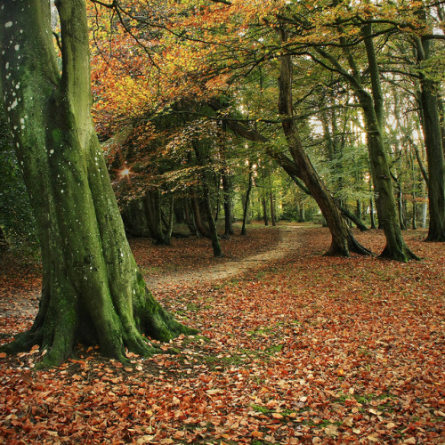 beautiful-scotland:  Colours of fall, I just wish you could stay longer » by A blond-Tess