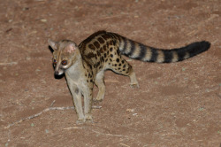 dogsuicidebridge:  Large Spotted Genet