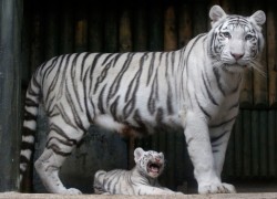 Creepicrawlies:  A Rare White Bengal Tiger Cub Sits At The Feet Of Its Mother Surya