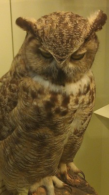 totallysquirrelin:  This owl is not amused