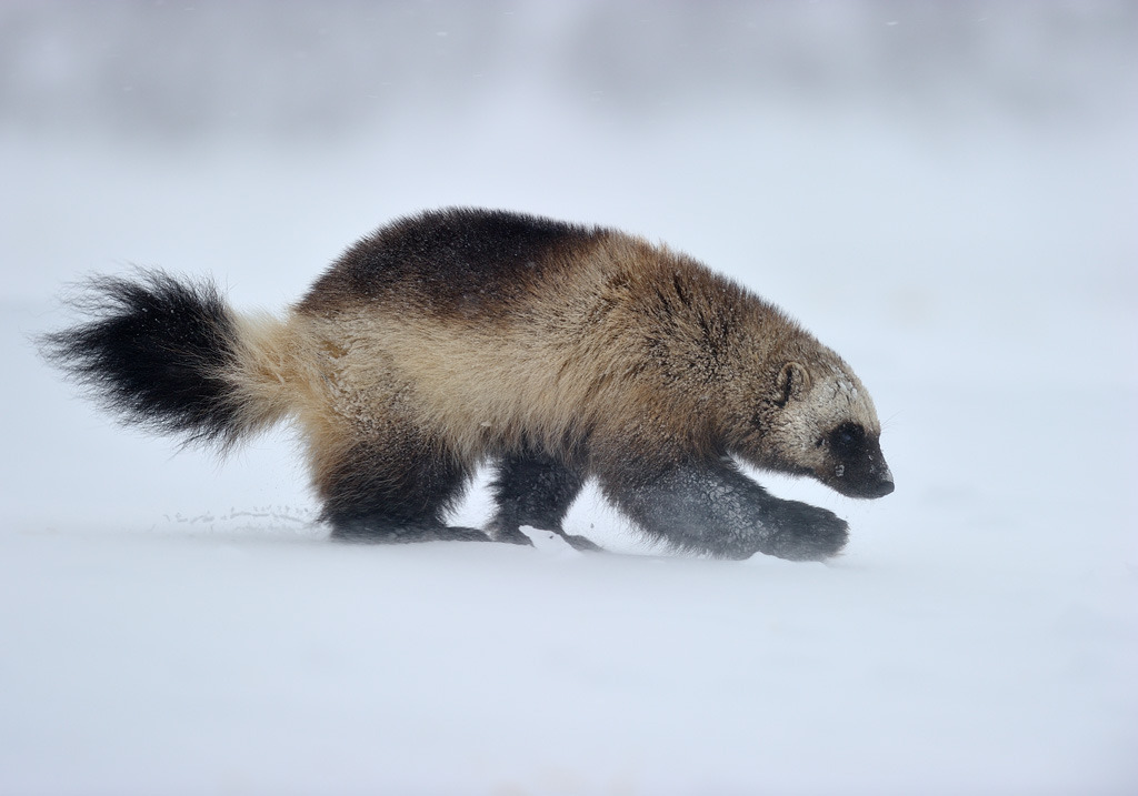 llbwwb:   Steady she goes (via 35PHOTO - Николай Зиновьев - Немного