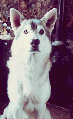 jonsnowball:  “Nymeria, gloves!” 