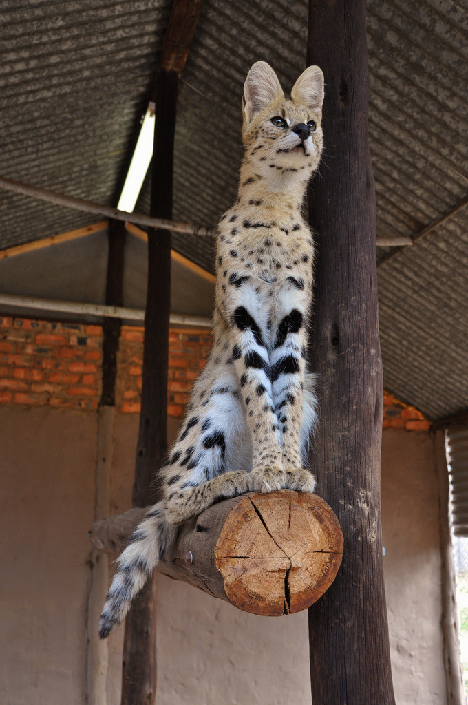 lotsofwildthings:  Serval. (by globetrottingmatt) 