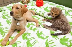 8-alpha-leonis-8:  “Monday, April 16 marked the one-year anniversary of the first time park guests got to see an 8-week-old male cheetah cub and a 16-week-old female yellow Labrador puppy start to strike up a friendship that the park’s animal experts