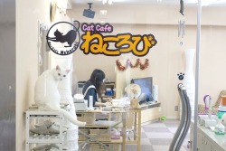 cakedesu:  Cat Cafe by Mute-Glasgow [x] 