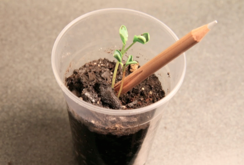 kingcheddarxvii:  usapin:  usapin:  Sprout: a pencil with a seed  What if instead of throwing your pencil stubs away you could plant them and have them grow into something delicious, beautiful, and fun?  What if pencils could grow? Sprout is a pencil