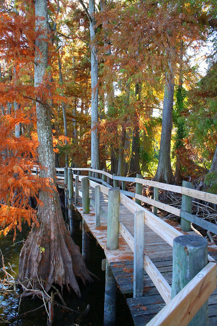 Wooden path at Reelfoot Lake in Tennessee, USA (by pthurmond1).