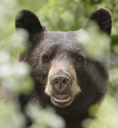 Day 295 - stuffaboutminneapolis:
“ Black Bear Opening Weekend – September 15 & 16, 2012
The Minnesota Zoo’s newest exhibit, Black Bear, brings one of the state’s most iconic species to the Medtronic Minnesota Trail. This exhibit will feature three...