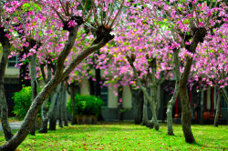 wishuponacloud:  Foreign cercis chinensis 洋紫荊 by Vincent_Ting on Flickr. 