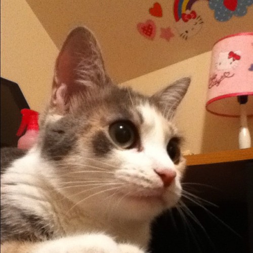 Juliette the Kitty