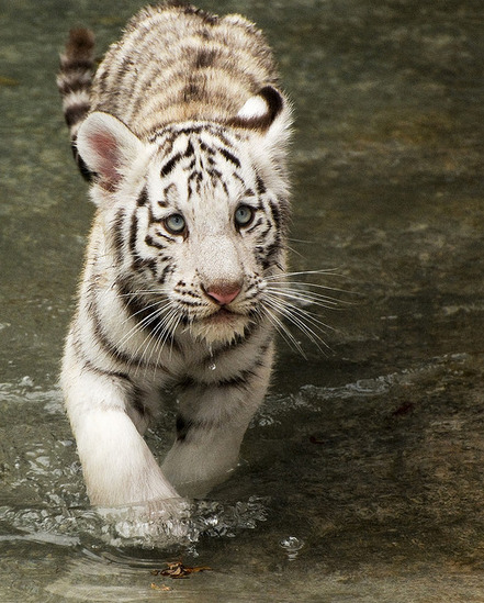 eye-of-the-cat:  (EMP Photography) (Important information on White Tigers) 
