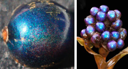 karethdreams:  Presenting, the world’s shiniest living thing - Pollia condensata  [Pollia condensata is] a tropical metre-tall herb that sprouts its shiny berry-like fruits in clusters up to 40-strong. These little orbs are iridescent – they use special