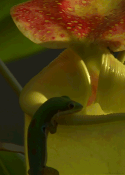 headlikeanorange:  A day gecko sips nectar from a pitcher plant. (Madagascar - BBC) 