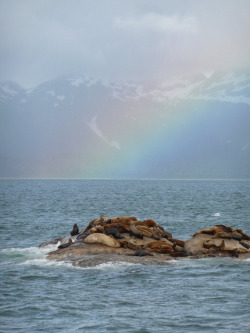 ecocides:  Steller sea lion (Eumetopias jubatus) - South Marble Island, Alaska | image by msyguy 