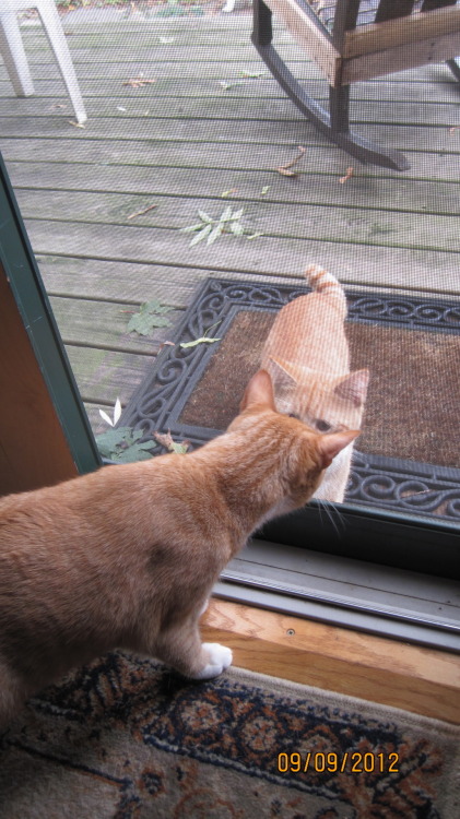 whistlesing: so the other day my mom looked outside and saw my cat and freaked out because he’