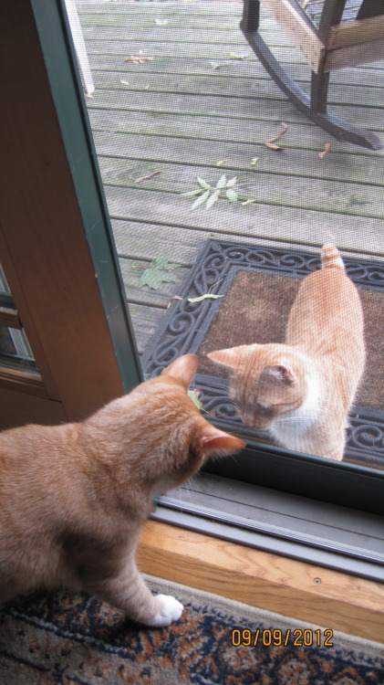 whistlesing: so the other day my mom looked outside and saw my cat and freaked out because he’