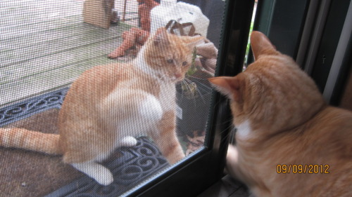 whistlesing: so the other day my mom looked outside and saw my cat and freaked out because he’