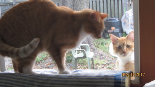 whistlesing: so the other day my mom looked outside and saw my cat and freaked out because he’