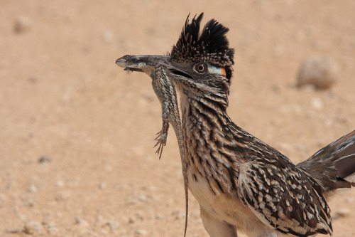 tomial:The Greater Roadrunner (Geococcyx californianus) mainly feeds on insects, fruit and seeds wit