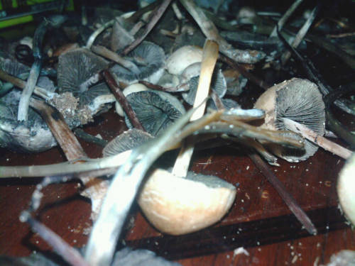 fuckherup:  Mushies! 