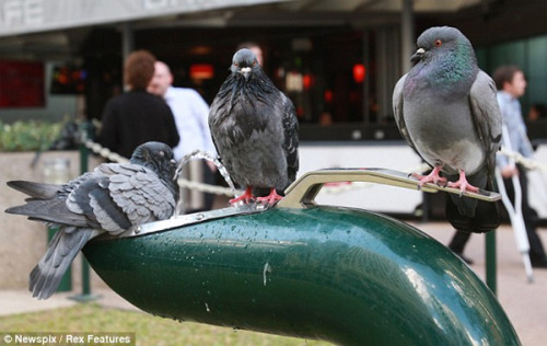 fuckyeahpigeon: How many pigeons does it take to use a drinking fountain? In Brisbane, Australia, ap