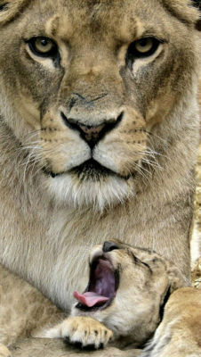 magicalnaturetour:  lioness by winder west