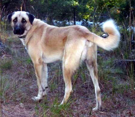 anatolian shepherd is this giant breed a good family pet