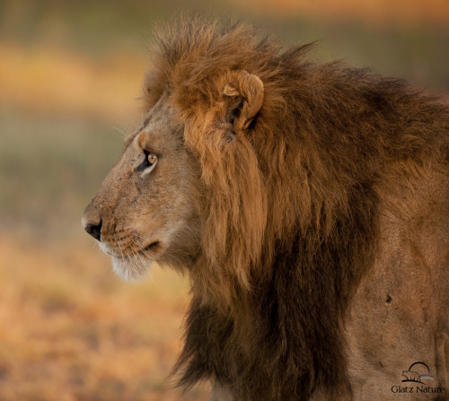 Porn photo llbwwb:  Huge Male Lion in Profile (by Glatz