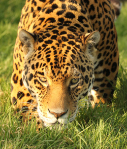 hippie-tranquility:  wild-earth:  Jaguar