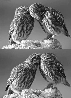 ungranted:  OWLS. :3 