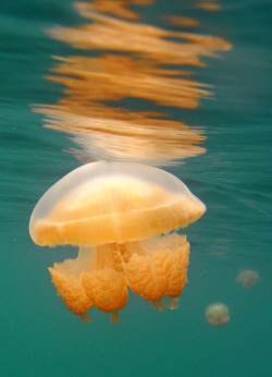 invado:  Jellyfish from Jellyfish Lake