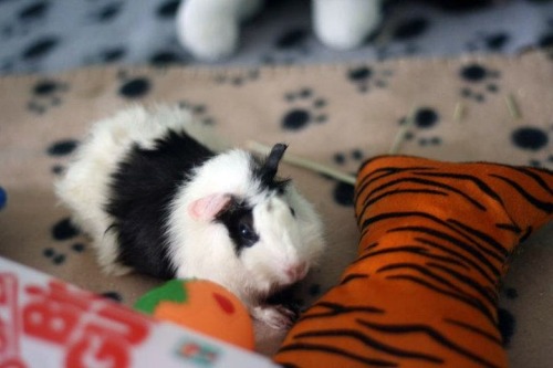 guinea pig