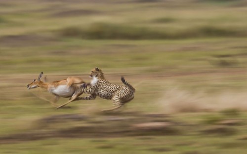 Cheetah chases gazelle, Maasai Mara, Kenya. Picture: Paul Goldstein / Exodus / Rex Features