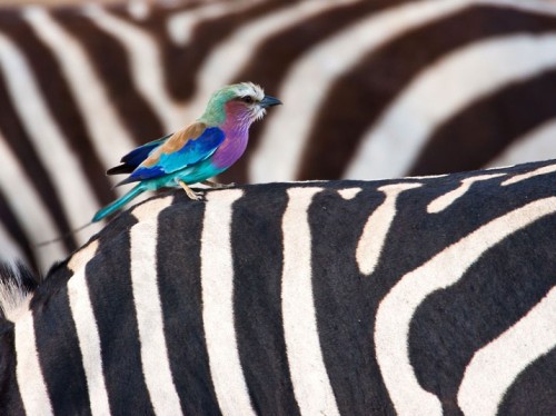 Black & White - a roller perches on a zebra’s back, Maasai Mara, Kenya. Picture: Paul Goldstein / Exodus / Rex Features