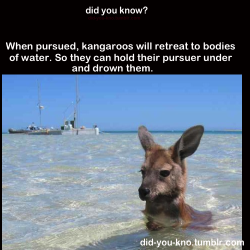 burnthecliches:   jacob-the-human:   did-you-kno:   Source   Kangaroos are the bastard children of raptors and deer.   reblogging for that ^  
