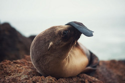 preclude:  seal sneezes by Andrew Tomayko on Flickr. 