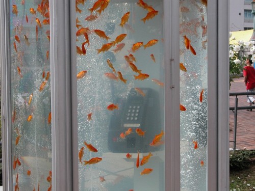 myedol:  Goldfish Tank Phone Booth by Kingyobu You may have these goldfish aquariums towar