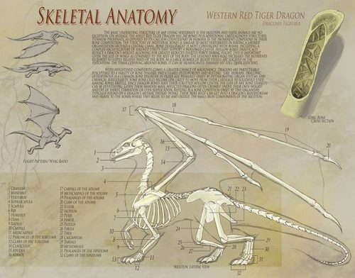 Sex weeping-shades-of-indigo:  Dragon anatomy  pictures