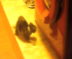 pleatedjeans:  kitten attacks reflection [video] 
