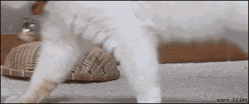 welele:  ¡Catmuflaje! 