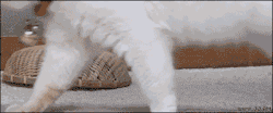 Welele:  ¡Catmuflaje! 