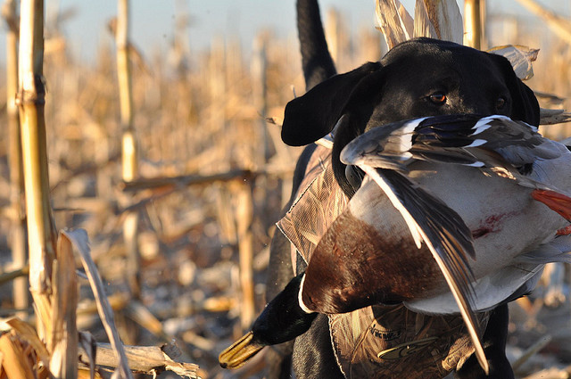 pheasants-and-grouse:  Retrieve by monzi73 on Flickr.