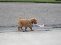  Reasons To Love America: 1. Freedom 2. Puppies 3. Puppies With Freedom 