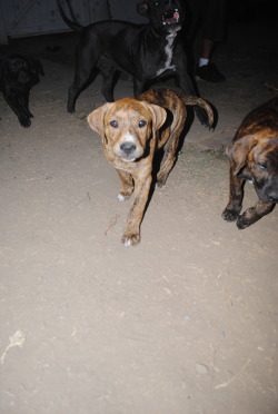 thetobes:  12 week old pit/lab pups need homes or fosters in Orange County, CA.  3 female, 1 male. The light light brindle they plan on keeping :/ mama is the big black nipply one. They’re not abused, just a little neglected but no apparent medical