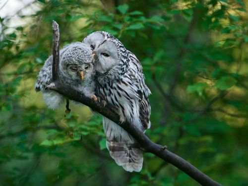 Ural Owls, Estonia by Sven Zacek