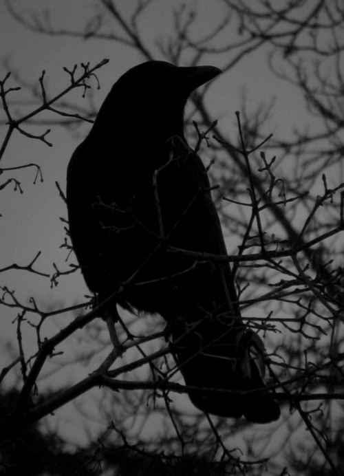 written in her own heart's blood