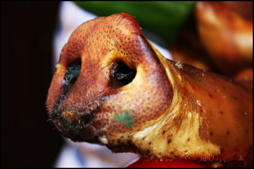 HORNADO (ROASTED PIG) Since our arrival in Ecuador, we had been looking nonstop in restaurants and m